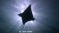 Eagle Ray Silhouette. Taken at Japanese Gardens, Koh Tao,... by Jace Green 